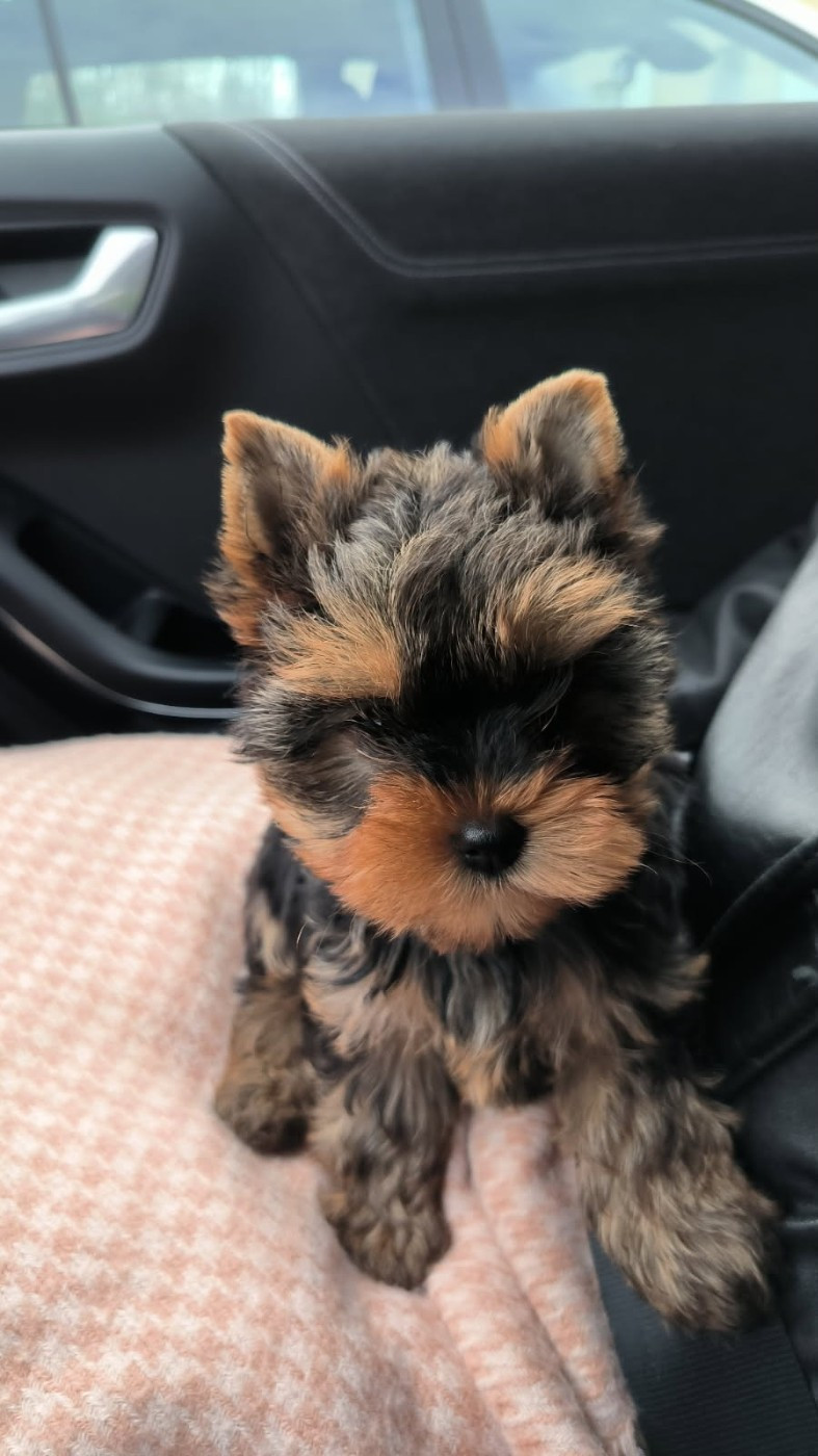 du clos d'Astepha - ANGIE DU CLOS D'ASTEPHA