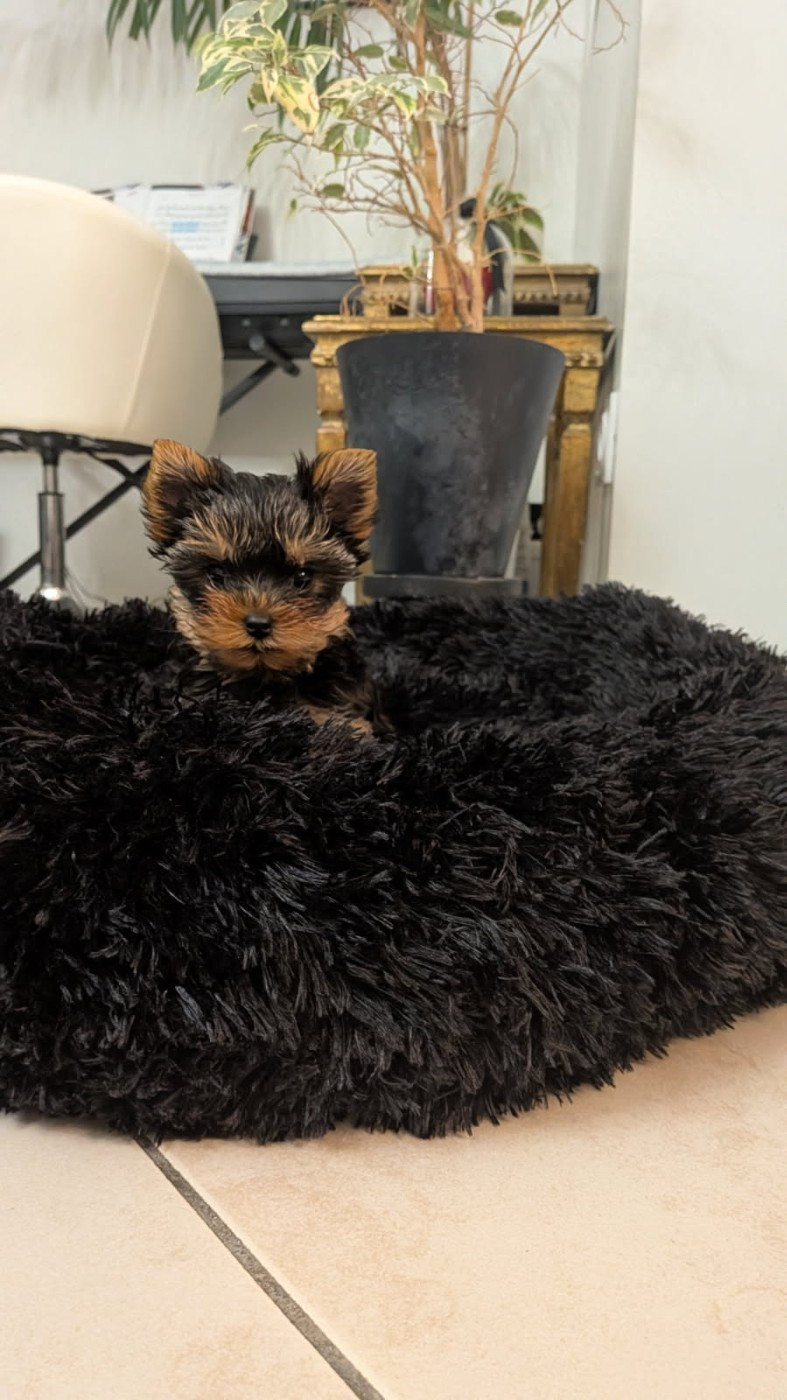 quelques yorks issus de notre élevage