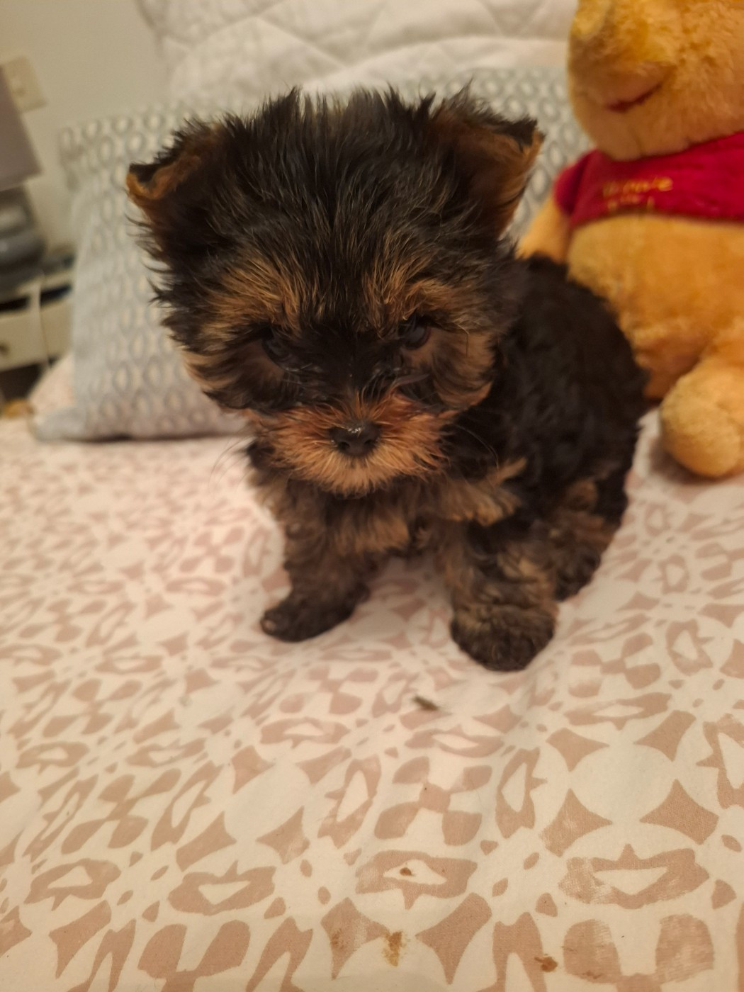 du clos d'Astepha - Chiots disponibles - Yorkshire Terrier