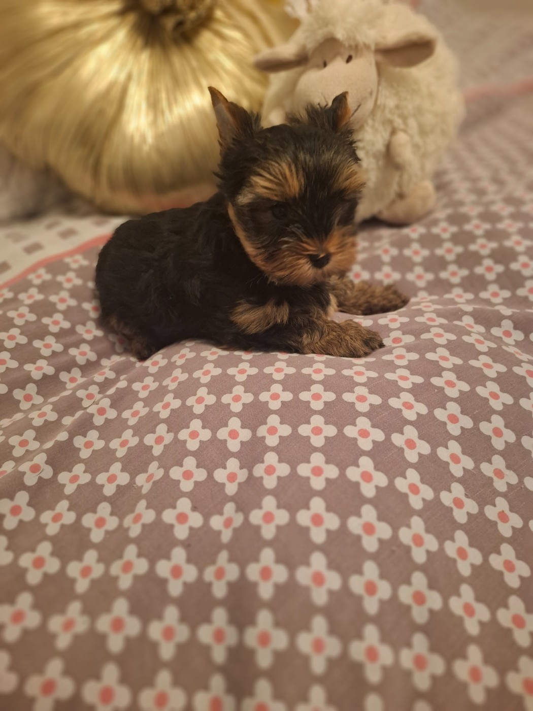 du clos d'Astepha - Chiots disponibles - Yorkshire Terrier