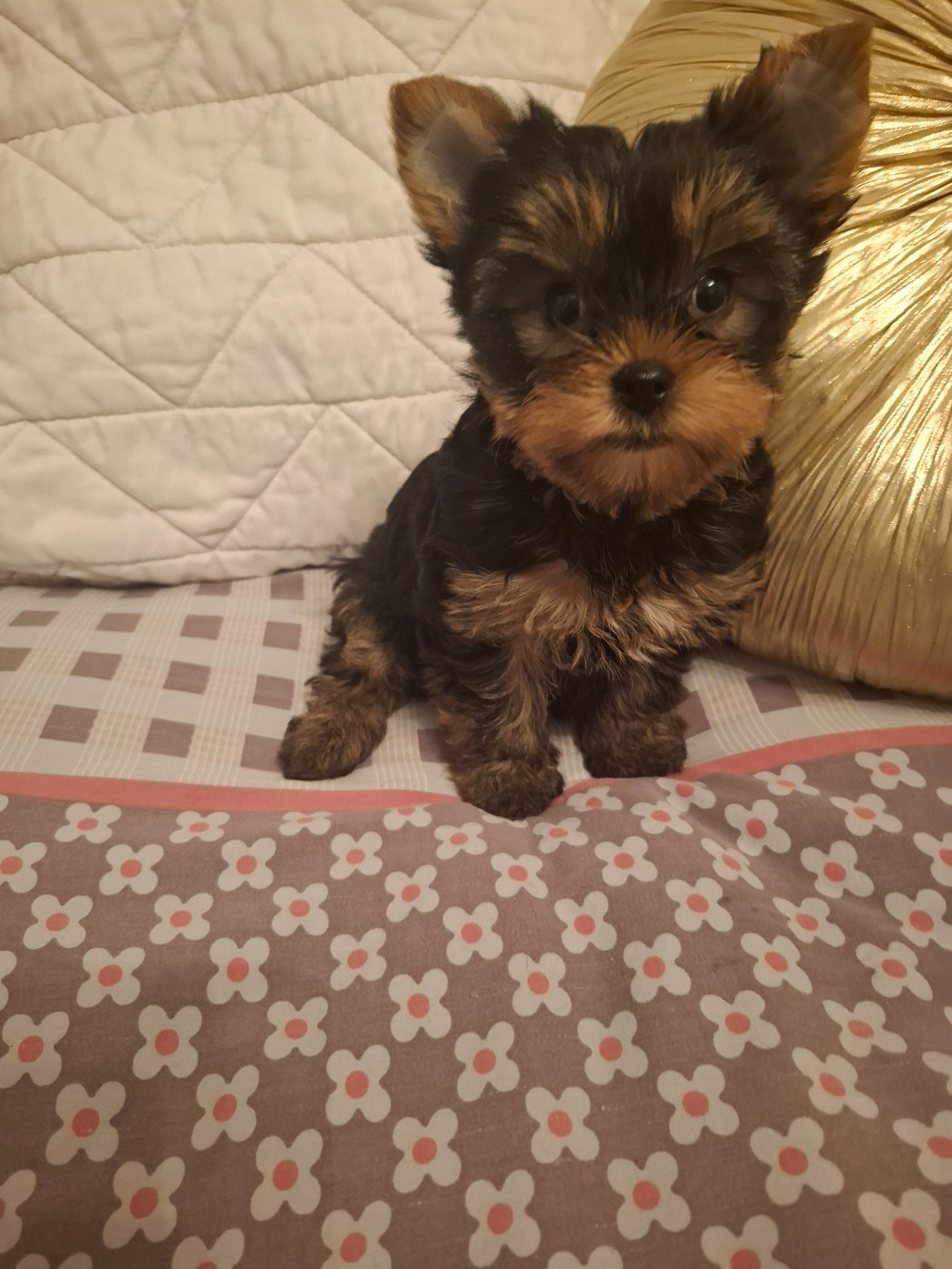 du clos d'Astepha - Chiots disponibles - Yorkshire Terrier