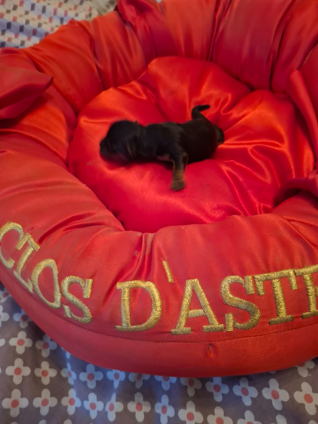 du clos d'Astepha - Chiots disponibles - Yorkshire Terrier