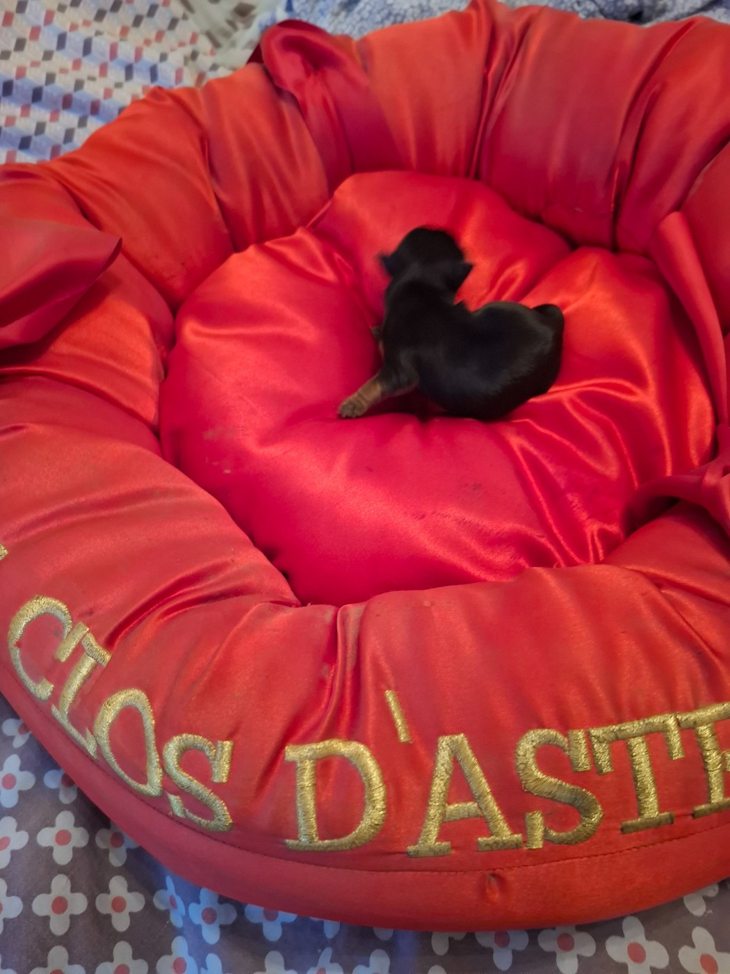 du clos d'Astepha - Chiots disponibles - Yorkshire Terrier