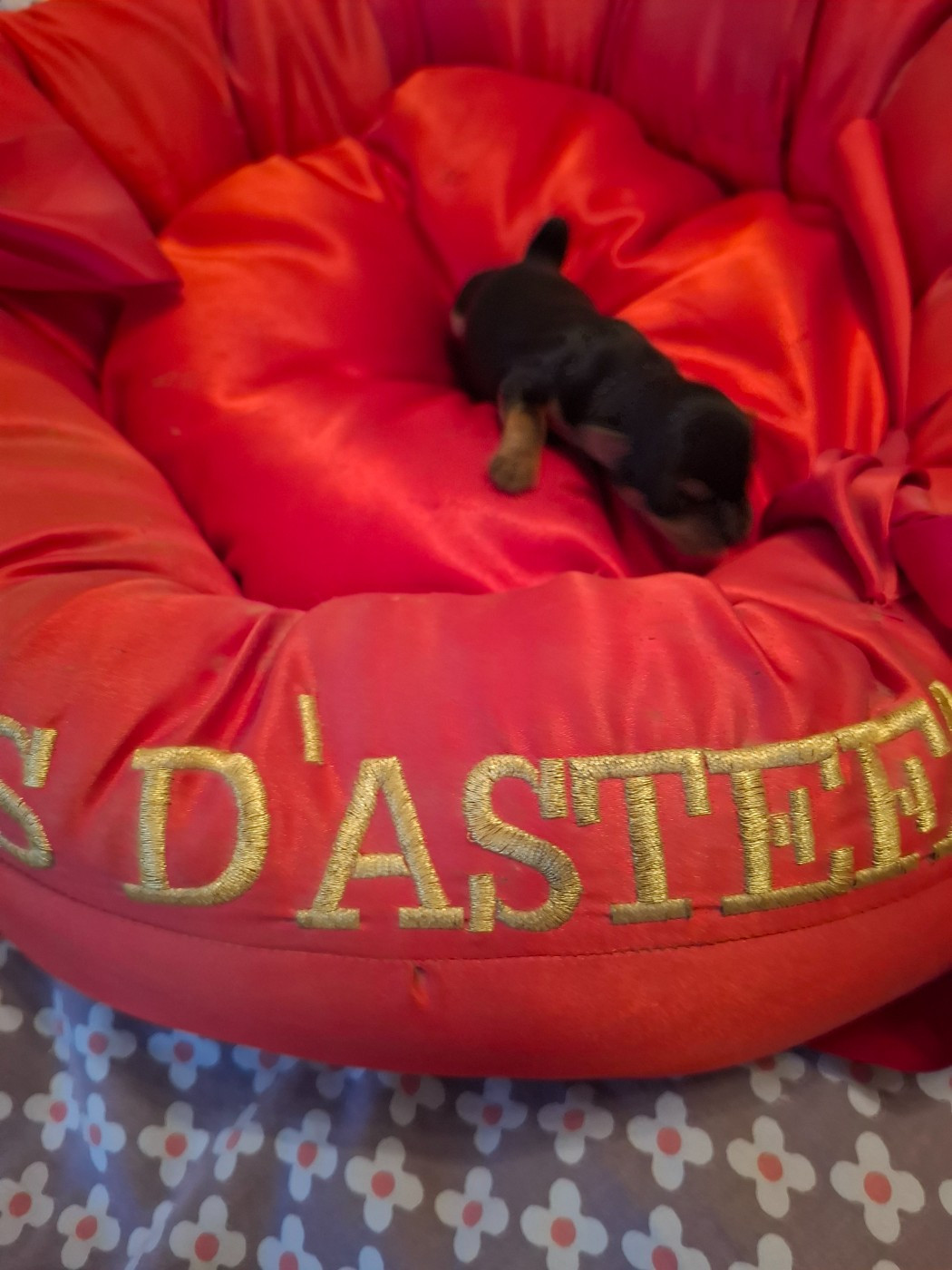 du clos d'Astepha - Chiots disponibles - Yorkshire Terrier