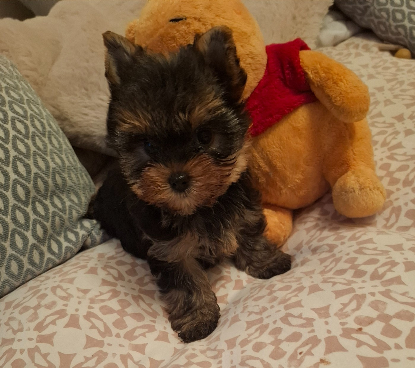 du clos d'Astepha - Chiots disponibles - Yorkshire Terrier