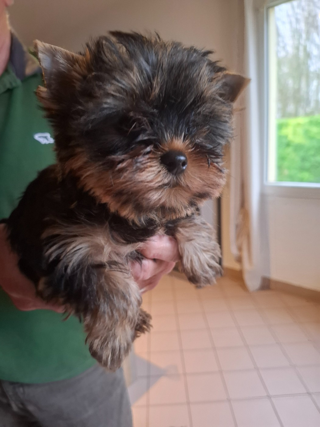 du clos d'Astepha - Chiots disponibles - Yorkshire Terrier