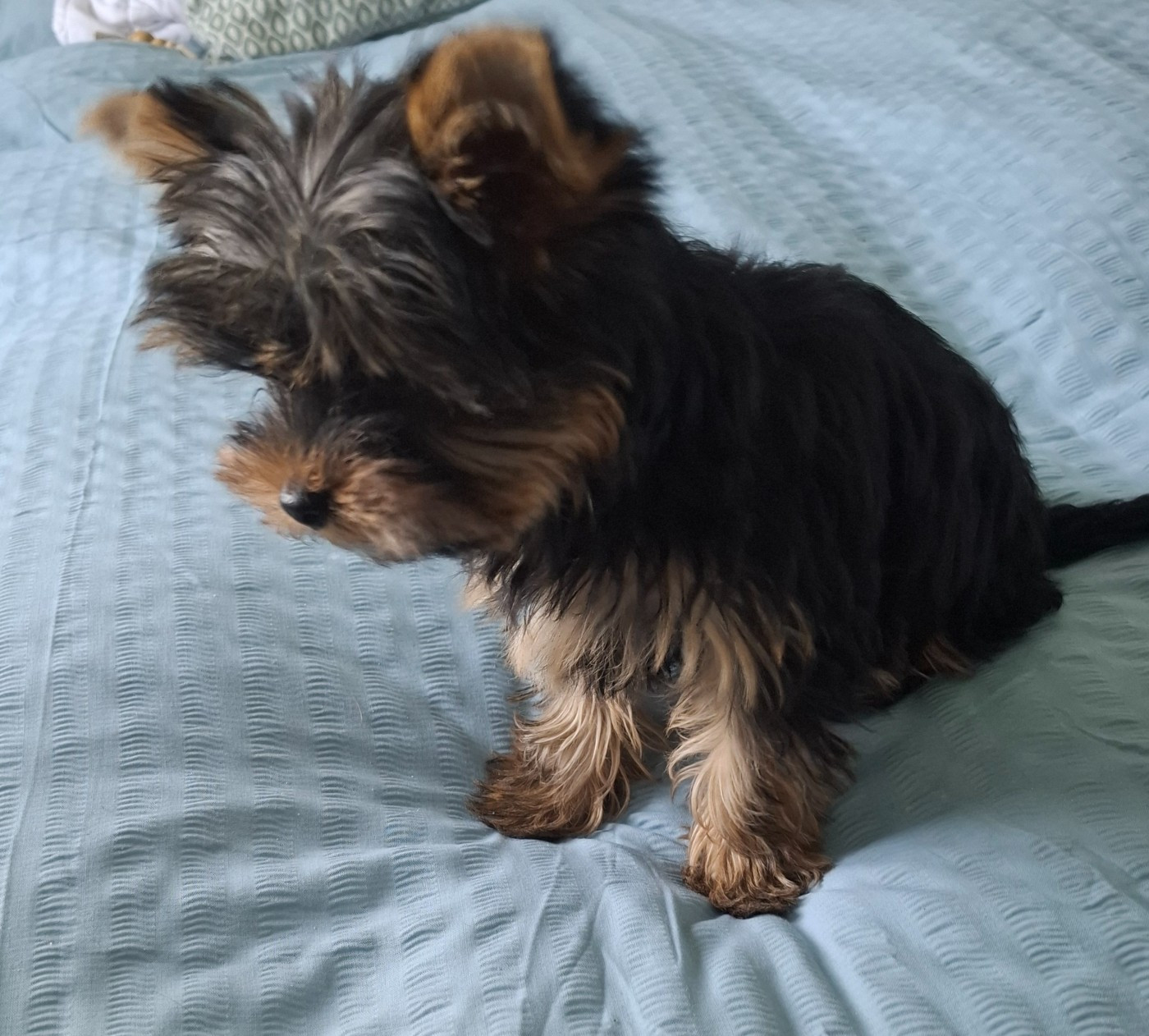 du clos d'Astepha - Chiots disponibles - Yorkshire Terrier