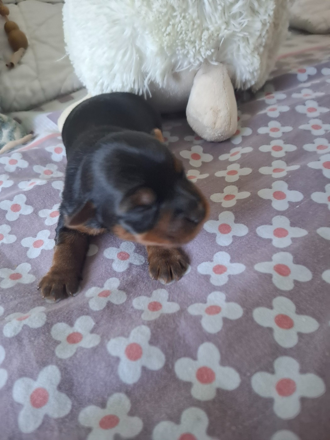 du clos d'Astepha - Chiots disponibles - Yorkshire Terrier