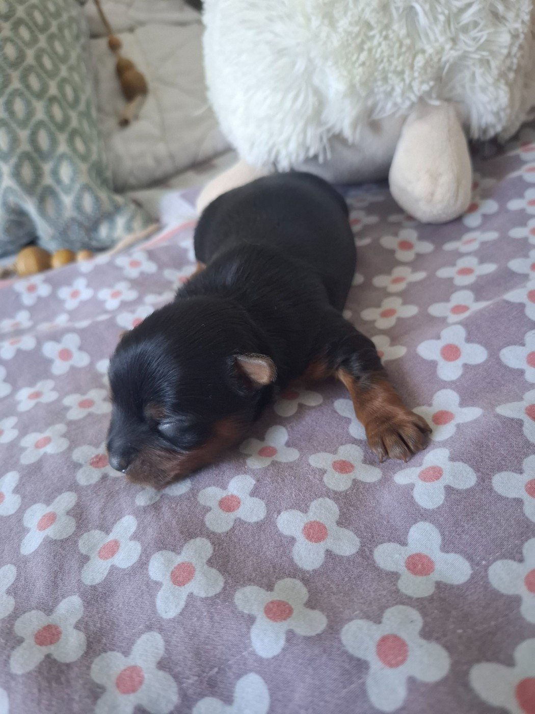 du clos d'Astepha - Chiots disponibles - Yorkshire Terrier
