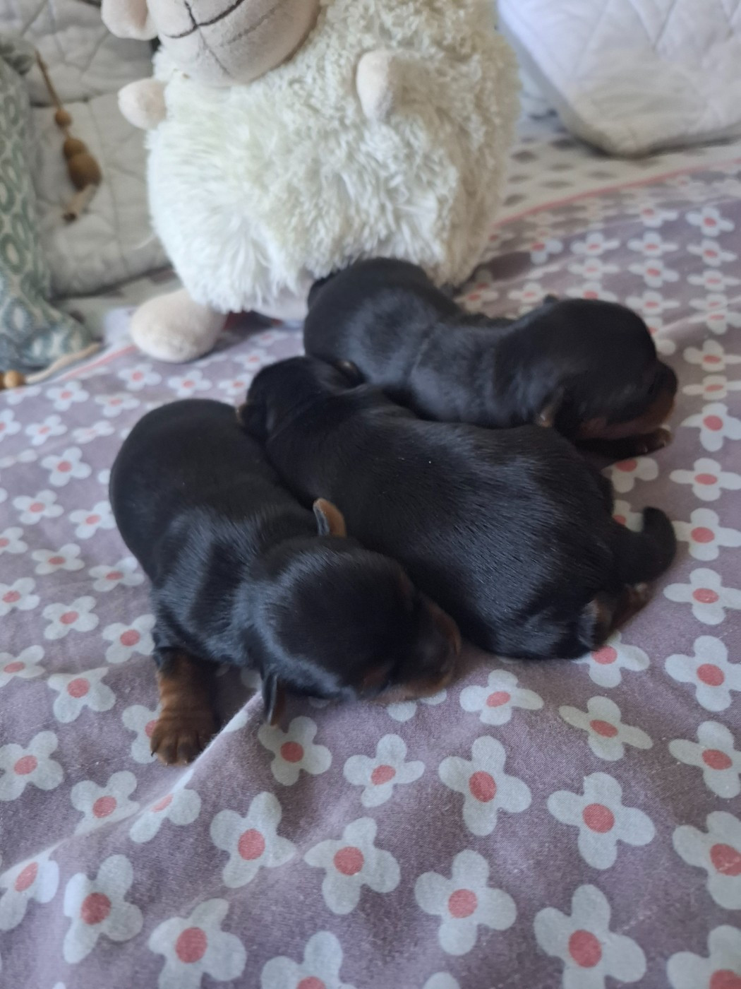 Chiot Yorkshire Terrier du clos d'Astepha