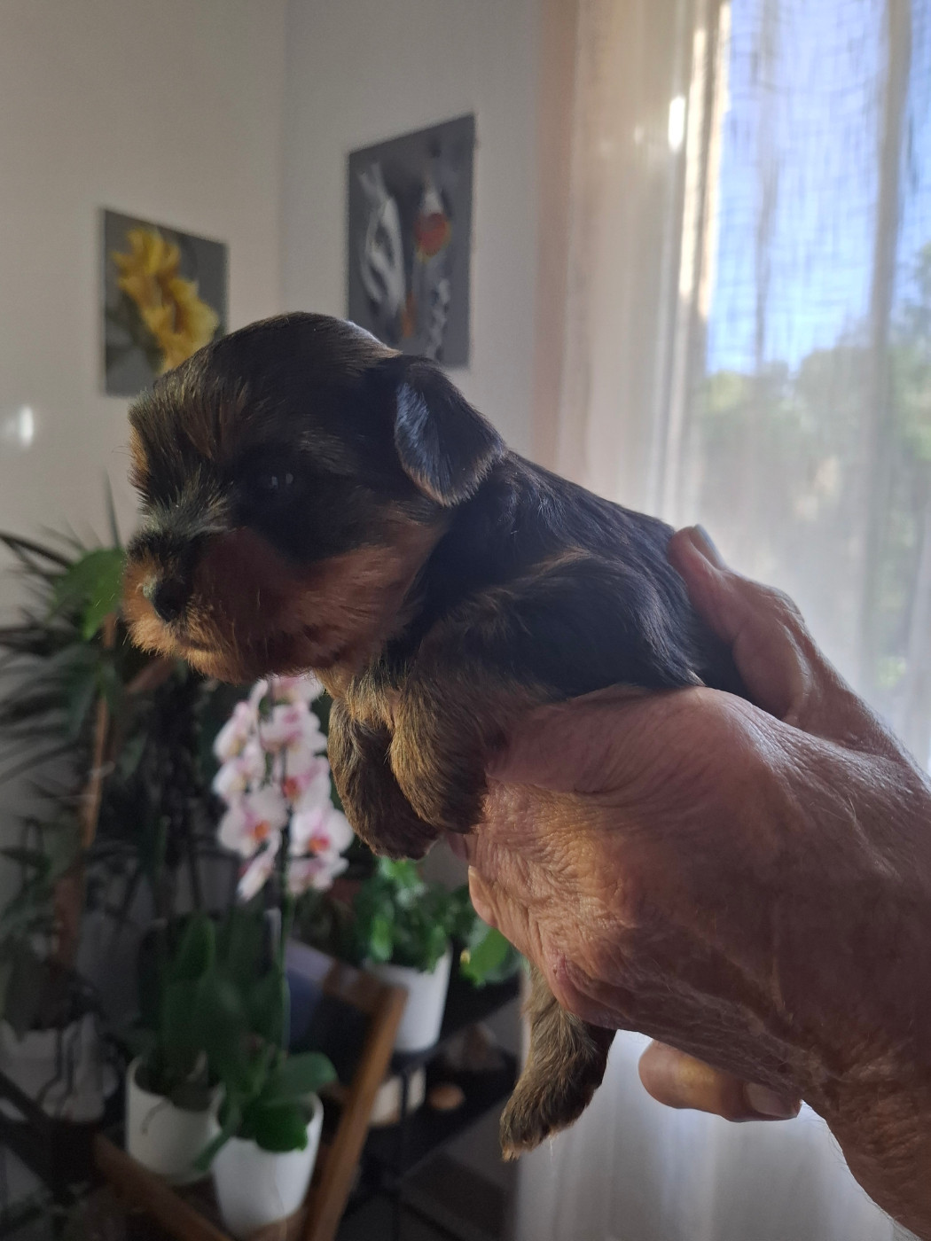 du clos d'Astepha - Chiots disponibles - Yorkshire Terrier
