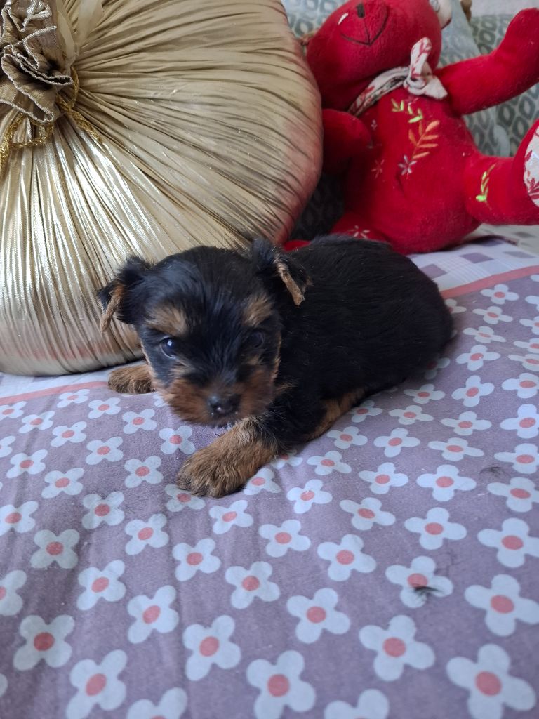 du clos d'Astepha - Chiots disponibles - Yorkshire Terrier