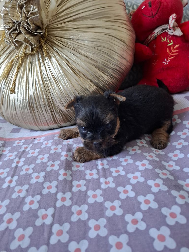du clos d'Astepha - Chiots disponibles - Yorkshire Terrier