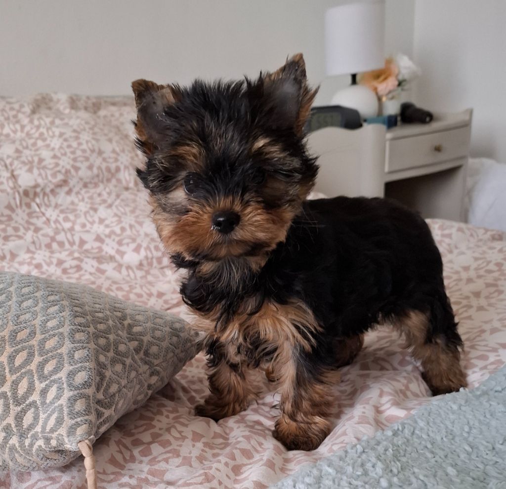 du clos d'Astepha - Chiots disponibles - Yorkshire Terrier